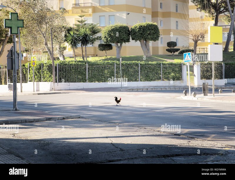 Conoce todo sobre el Juego Clásico de la Carretera del Pollo en España in Spain